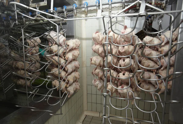 Zpracování drůbežího masa potravinářský průmysl — Stock fotografie