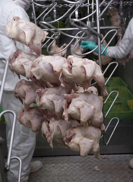 Procesamiento de aves de corral industria alimentaria — Foto de Stock
