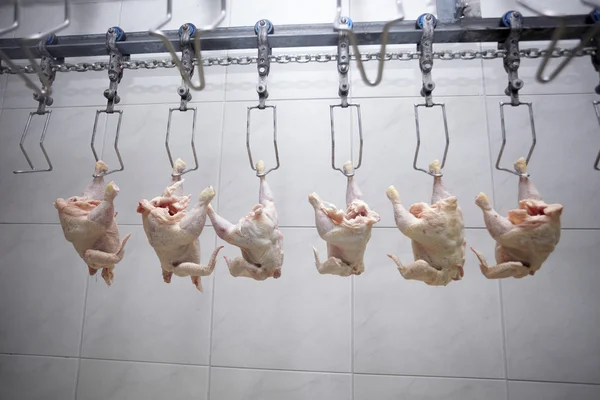 Zpracování drůbežího masa potravinářský průmysl — Stock fotografie