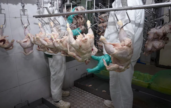 家禽加工肉类食品工业 — 图库照片