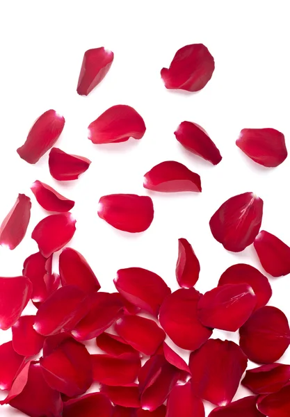 Bloemblaadjes rose bloem aard liefde Rechtenvrije Stockfoto's