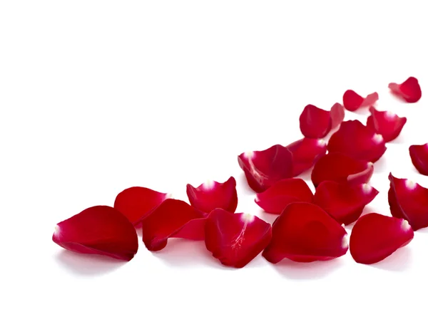 Bloemblaadjes rose bloem aard liefde — Stockfoto