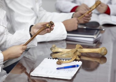 Eğitim Üniversite öğrenci kemik anatomisi Biyoloji