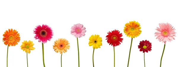 Blomma natur trädgård botanik daisy bloom — Stockfoto