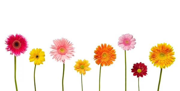 Blomma natur trädgård botanik daisy bloom — Stockfoto