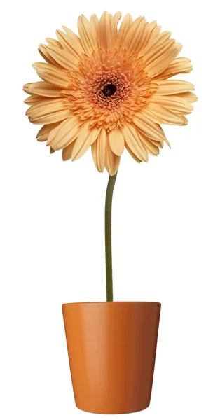 Fiore natura giardino botanica margherita vaso di fiori — Foto Stock