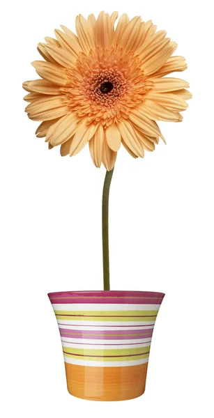 Flower nature garden botany daisy bloom pot — Stock Photo, Image