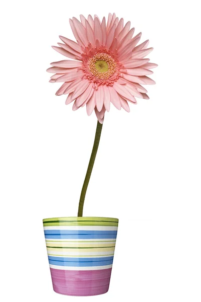 Цветок ботанический ботанический цветочный горшок — стоковое фото