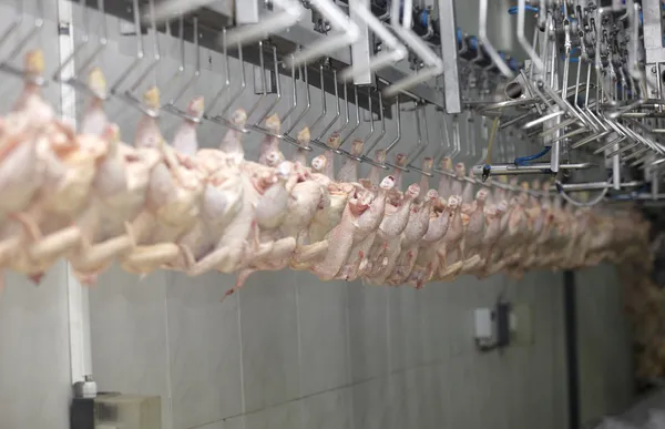 Geflügel verarbeitende Fleischindustrie — Stockfoto