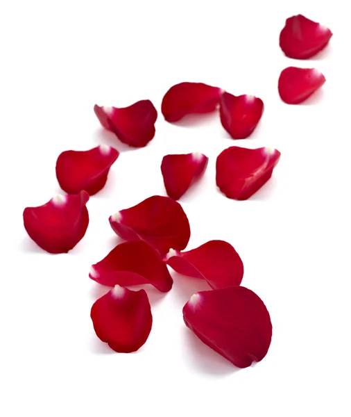 Petals rose flower nature love — Stock Photo, Image