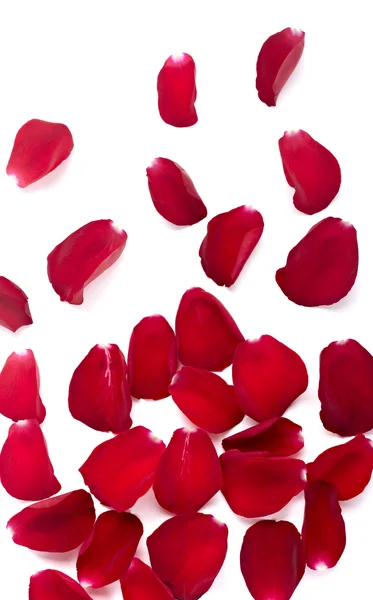 Пелюстки троянди квітка природа любов — стокове фото