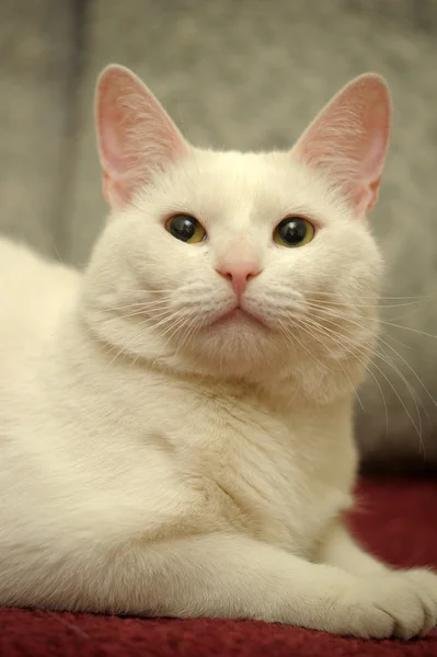 Белая кошка — стоковое фото