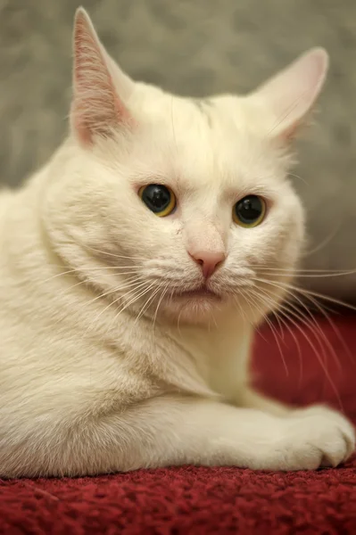 Kucing putih — Stok Foto