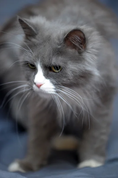 Серый и белый пушистый кот — стоковое фото