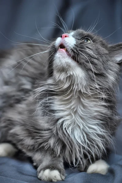 회색과 흰색 솜 털 고양이 — 스톡 사진