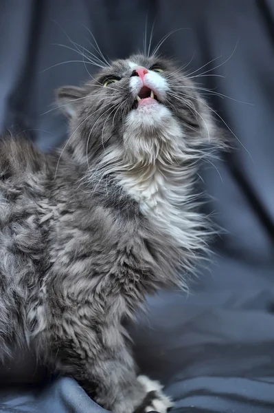 회색과 흰색 솜 털 고양이 — 스톡 사진