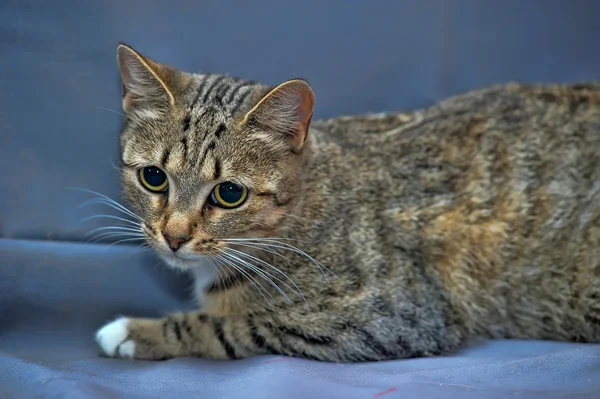 滑らかな縞模様の猫 — ストック写真