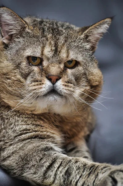 Yaşlı kedi — Stok fotoğraf