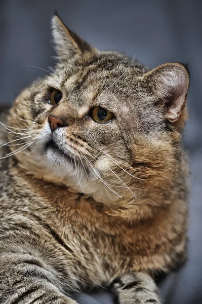 Yaşlı kedi — Stok fotoğraf