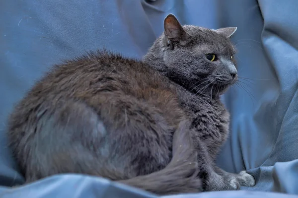 stock image Gray cat