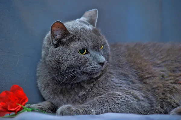 stock image Gray cat