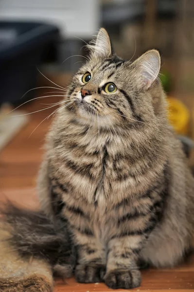 Довгошерстий таббі кіт — стокове фото