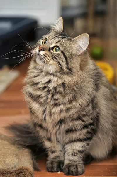 Long Haired Tabby Cat — Stock Photo, Image