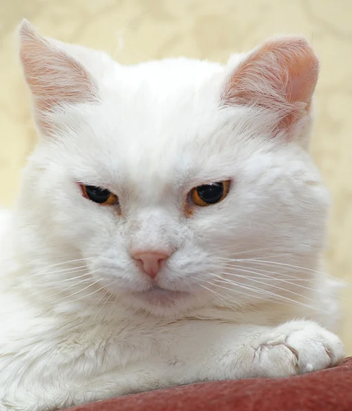 Gato blanco — Foto de Stock