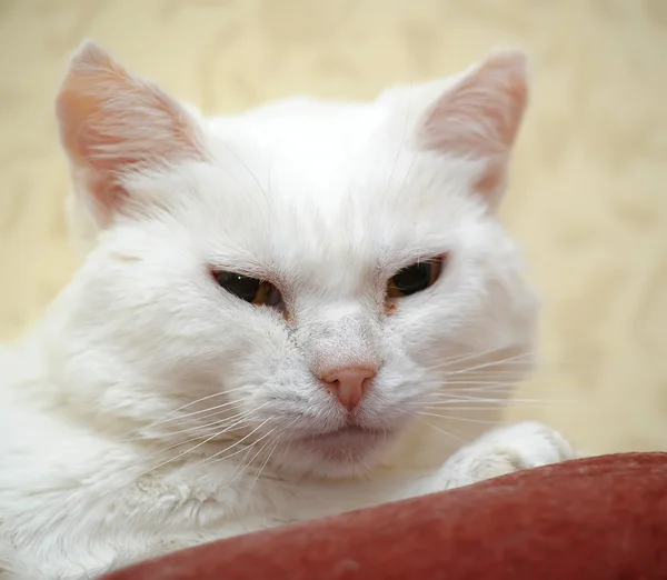 Bílá kočka — Stock fotografie