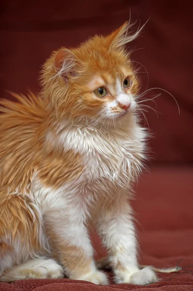 Rojo con blanco gatito esponjoso —  Fotos de Stock