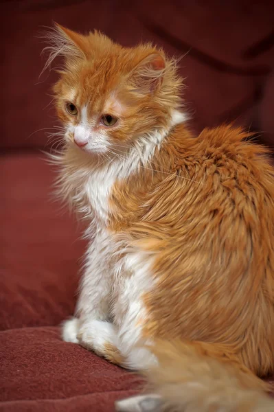 stock image Red with white fluffy kitten