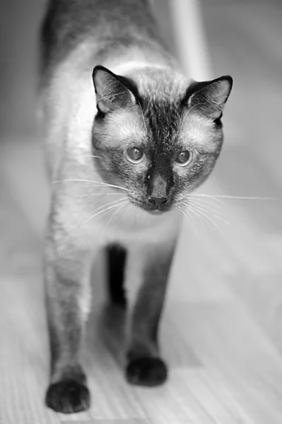 Siyam kedisi — Stok fotoğraf