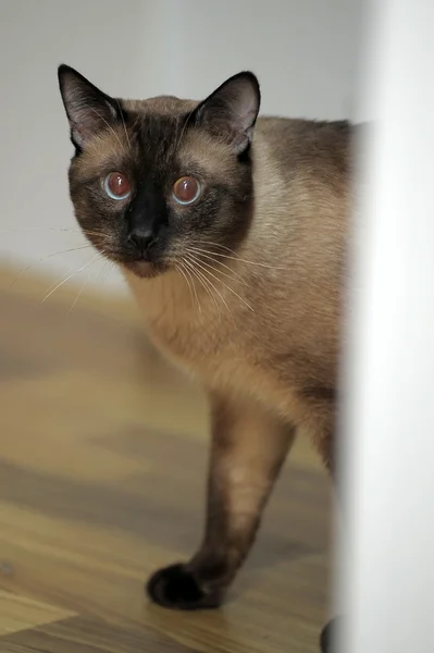 Сіам кішка — стокове фото