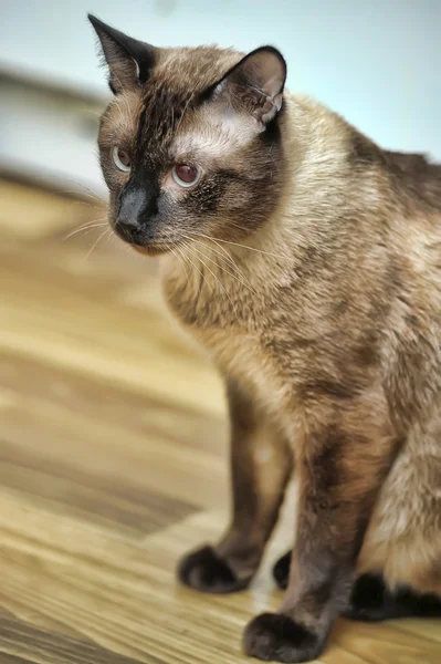 Siam gato — Foto de Stock
