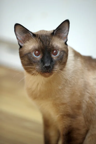 Сіам кішка — стокове фото
