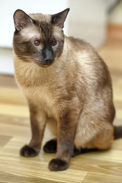 Siam gato —  Fotos de Stock