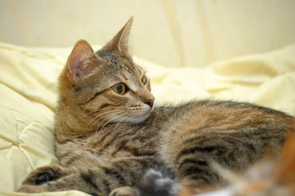 Гладкая полосатая кошка — стоковое фото
