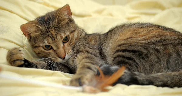 गुळगुळीत पट्टी मांजर — स्टॉक फोटो, इमेज