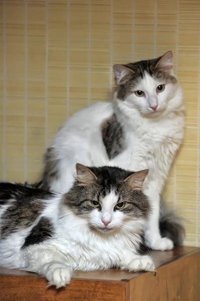 Два аналогічні кішка — стокове фото