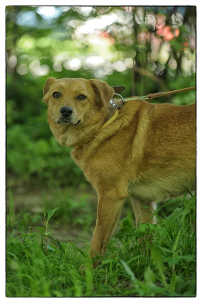 Red dog on a background of green grass — Stock Photo, Image