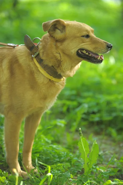 Roter Hund auf grünem Gras — Stockfoto
