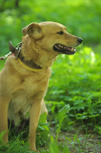 푸른 풀 배경에 있는 붉은 개 — 스톡 사진