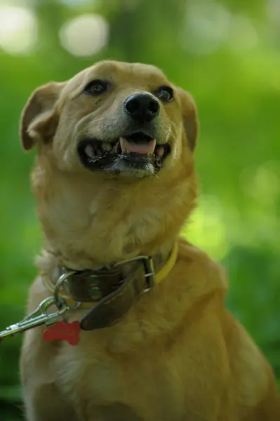 Piros kutya a háttér zöld fű — Stock Fotó