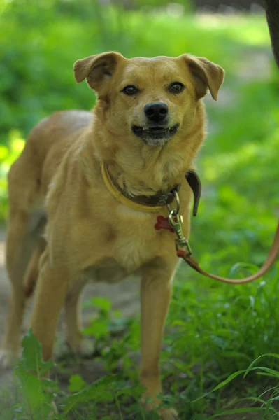 Рыжая собака на фоне зеленой травы — стоковое фото