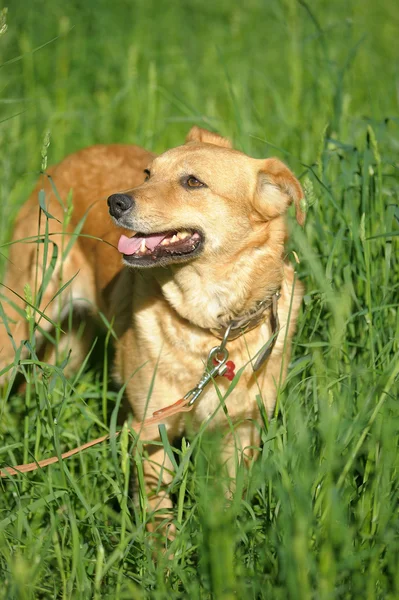 緑の草を背景に赤い犬が — ストック写真