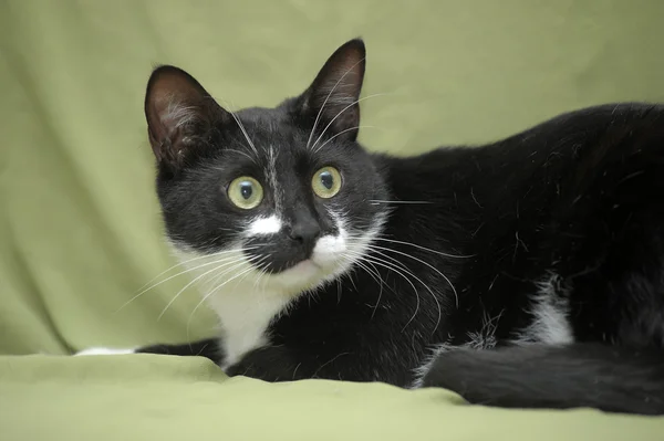 stock image Black and white cat