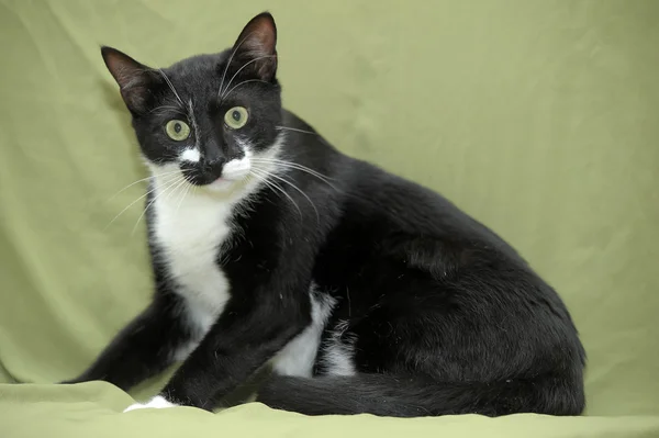 stock image Black and white cat