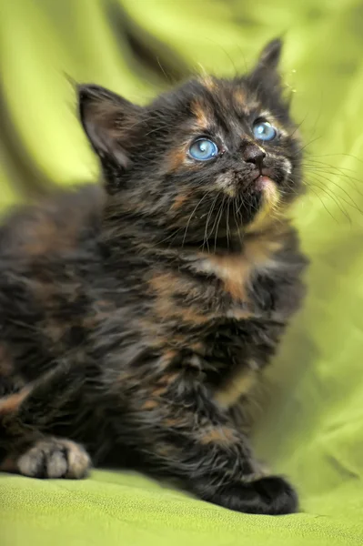 タートル色のふわふわの子猫 — ストック写真