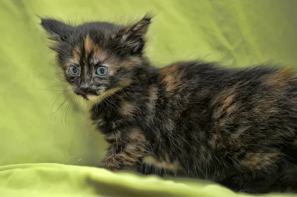Fluffy chaton couleur tortue — Photo