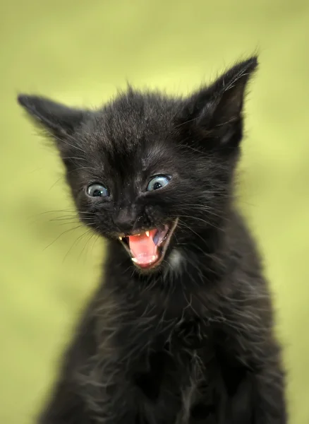 Das schwarze Kätzchen miaut auf grünem Hintergrund — Stockfoto